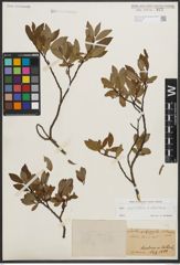 Foto von Salix phylicifolia L. x Salix silesiaca Willd.